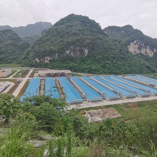贵阳土鸡蛋  每天新鲜鸡蛋直发，大中小都有货，欢迎咨询合作