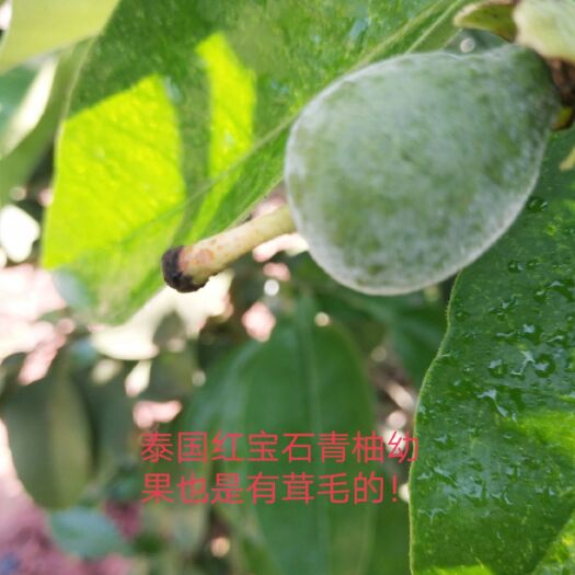 简阳市泰国红宝石柚苗  泰国红宝石青柚苗