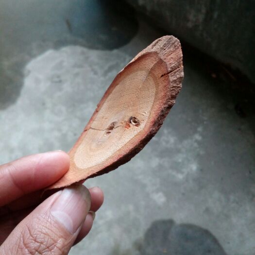 茶陵县 钩藤根