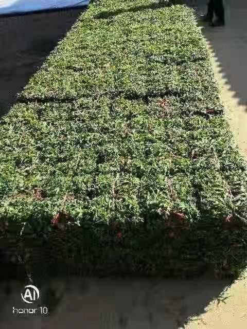 四会市大叶油草 大叶草