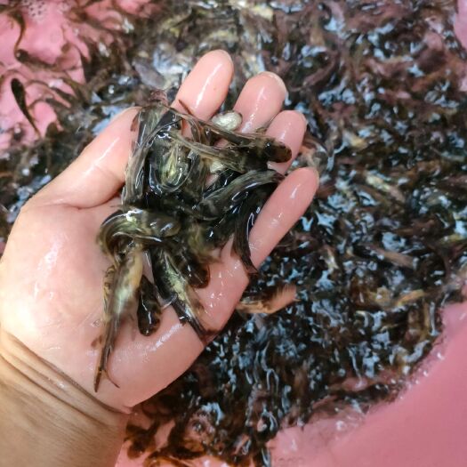 南宁 欢迎各位老板前来订购，黄骨鱼苗，场地大量供应，快大好养，，，