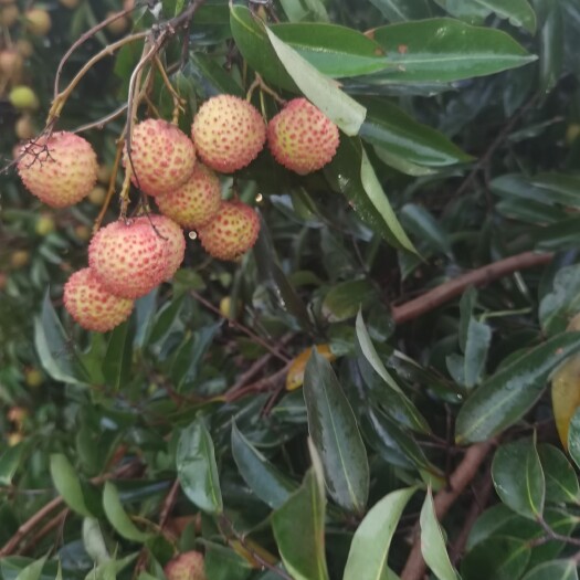 博罗县桂味荔枝 广东省惠州市博罗县 市场果 