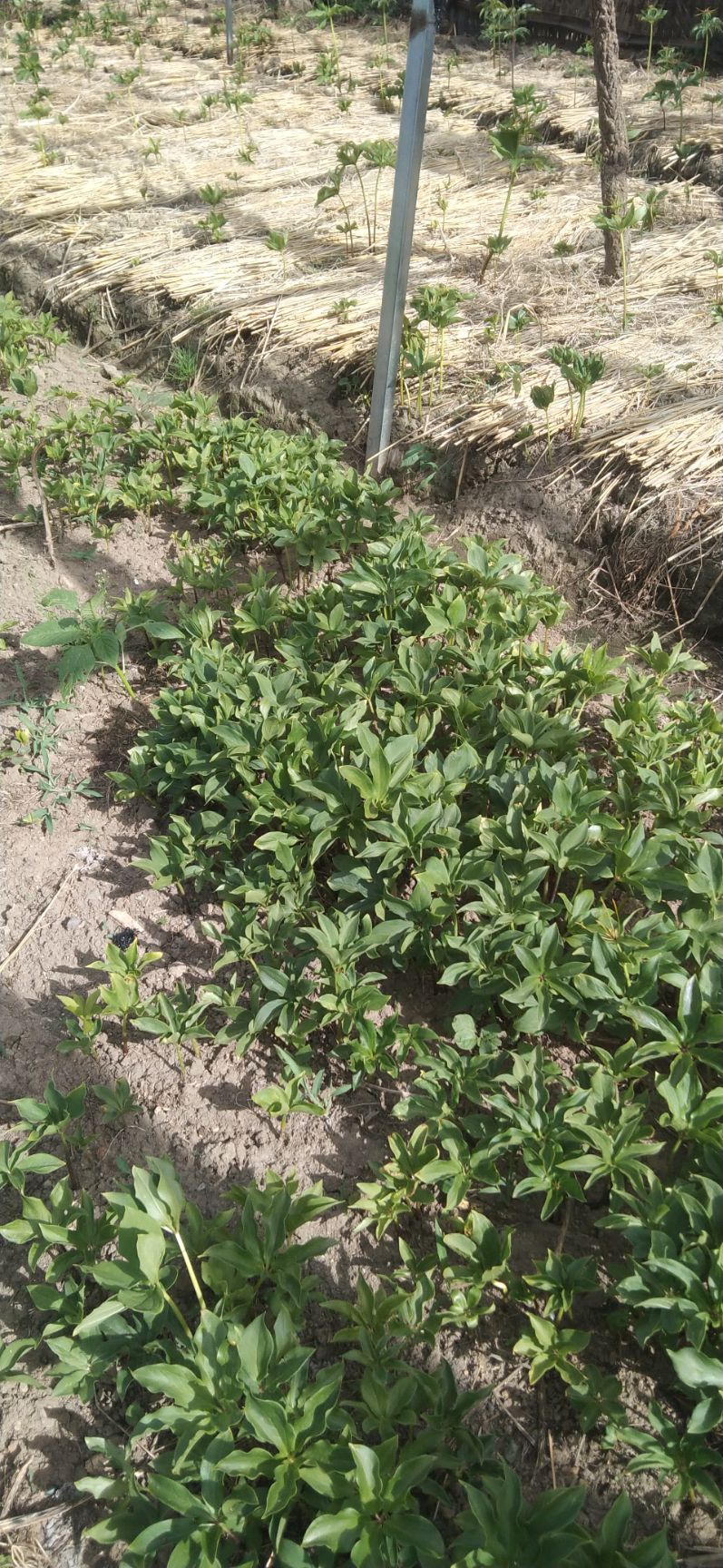 重楼苗  滇重楼多芽种苗