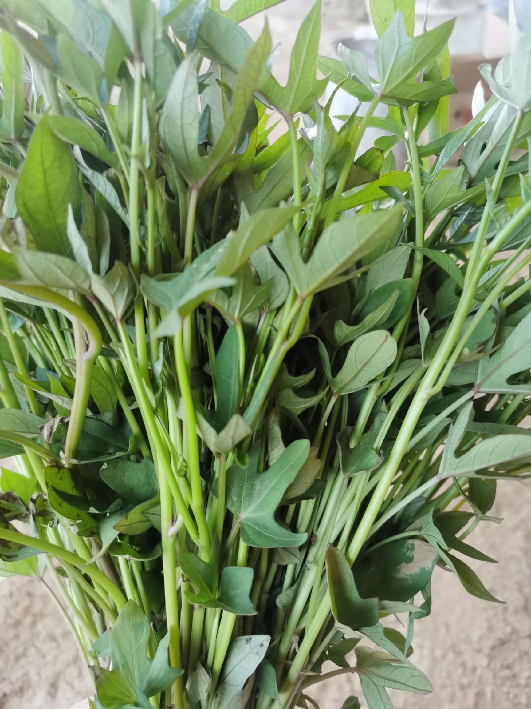 易县紫薯种  紫薯苗 大型育苗基地 质量好 价格优 源头供应 薯