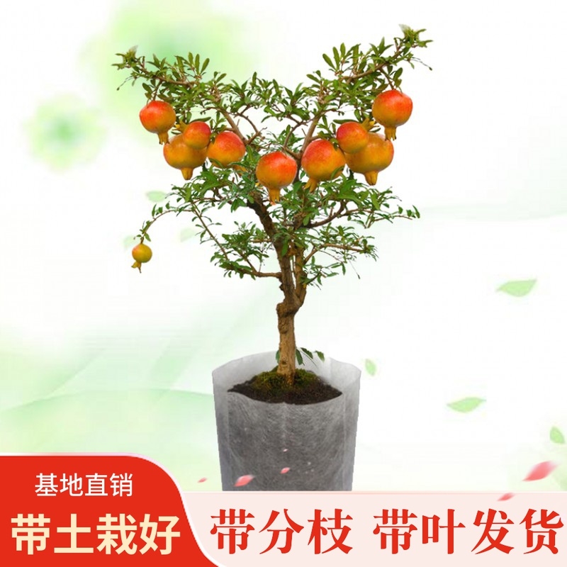 突尼斯软籽石榴树苗  现挖保湿发货  盆栽地栽都可以全国包邮