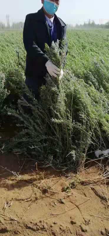 柠条苗40～80高的柠条