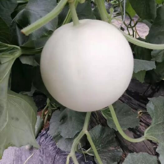 滑县玉菇甜瓜 冰清玉姑，网红冰激凌甜瓜玉姑甜瓜河南安阳滑县万亩甜瓜大量上市