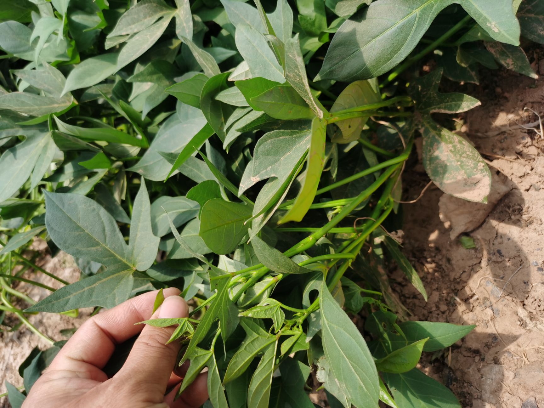 紫薯苗 紫薯大田苗 紫薯种  脱毒紫薯苗 软糯香甜