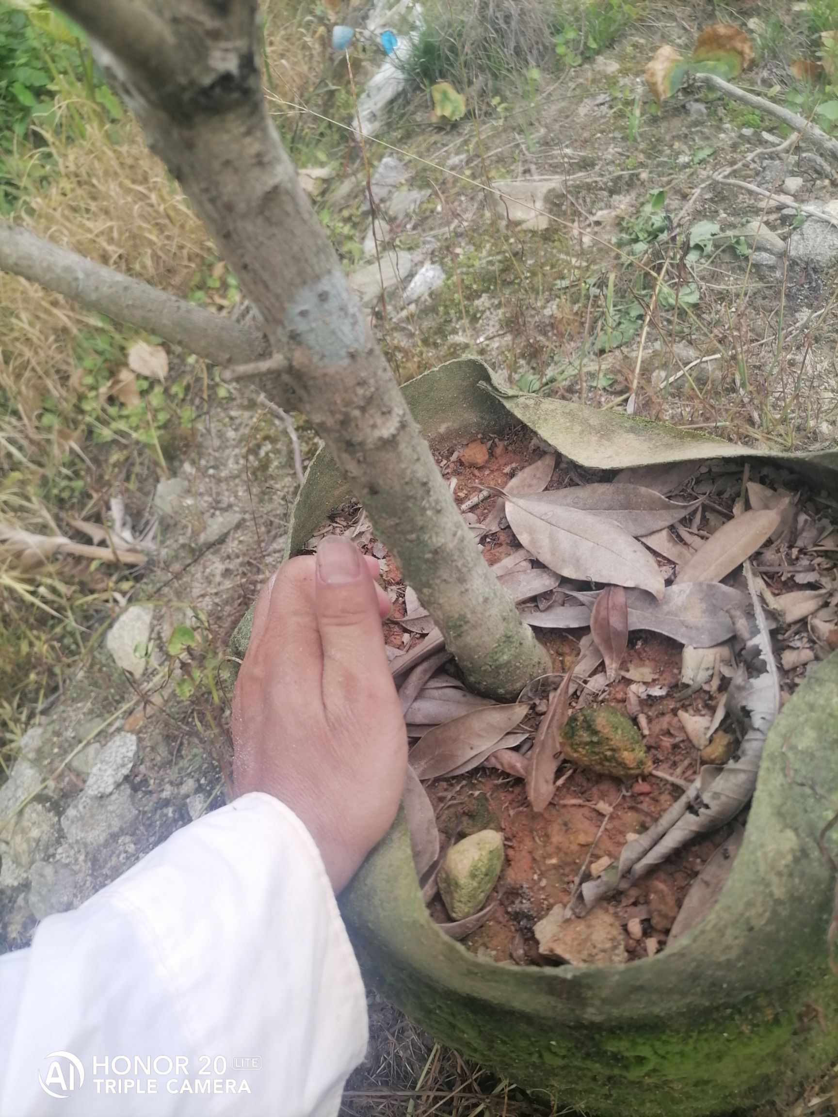  低价供应桂花，日香桂，早红，速生金桂