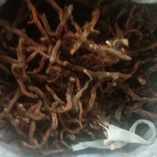 福贡县补骨脂，文叶，车前草，千里光。