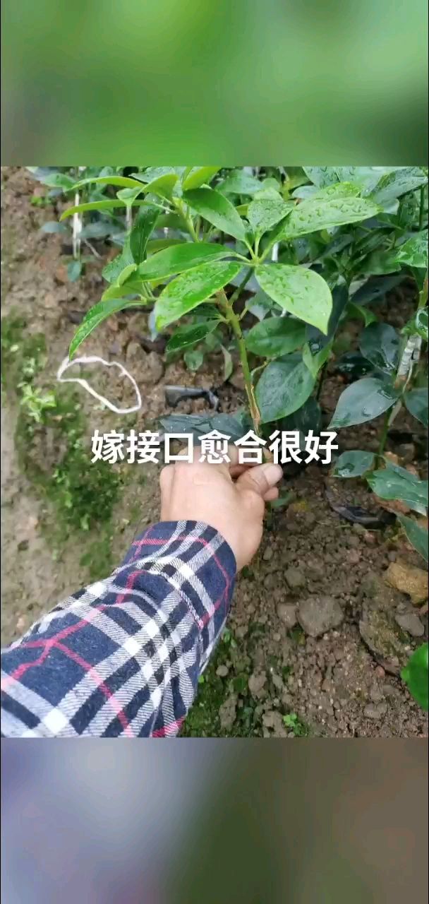 八角树苗  广西古龙大红八角精选优良矮化品种嫁接苗杯苗