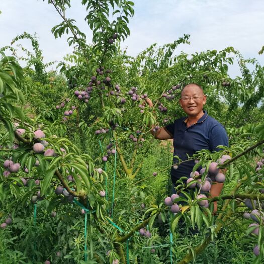 荣县五月脆李 五月脆上市了，清脆爽口，味道甜美
