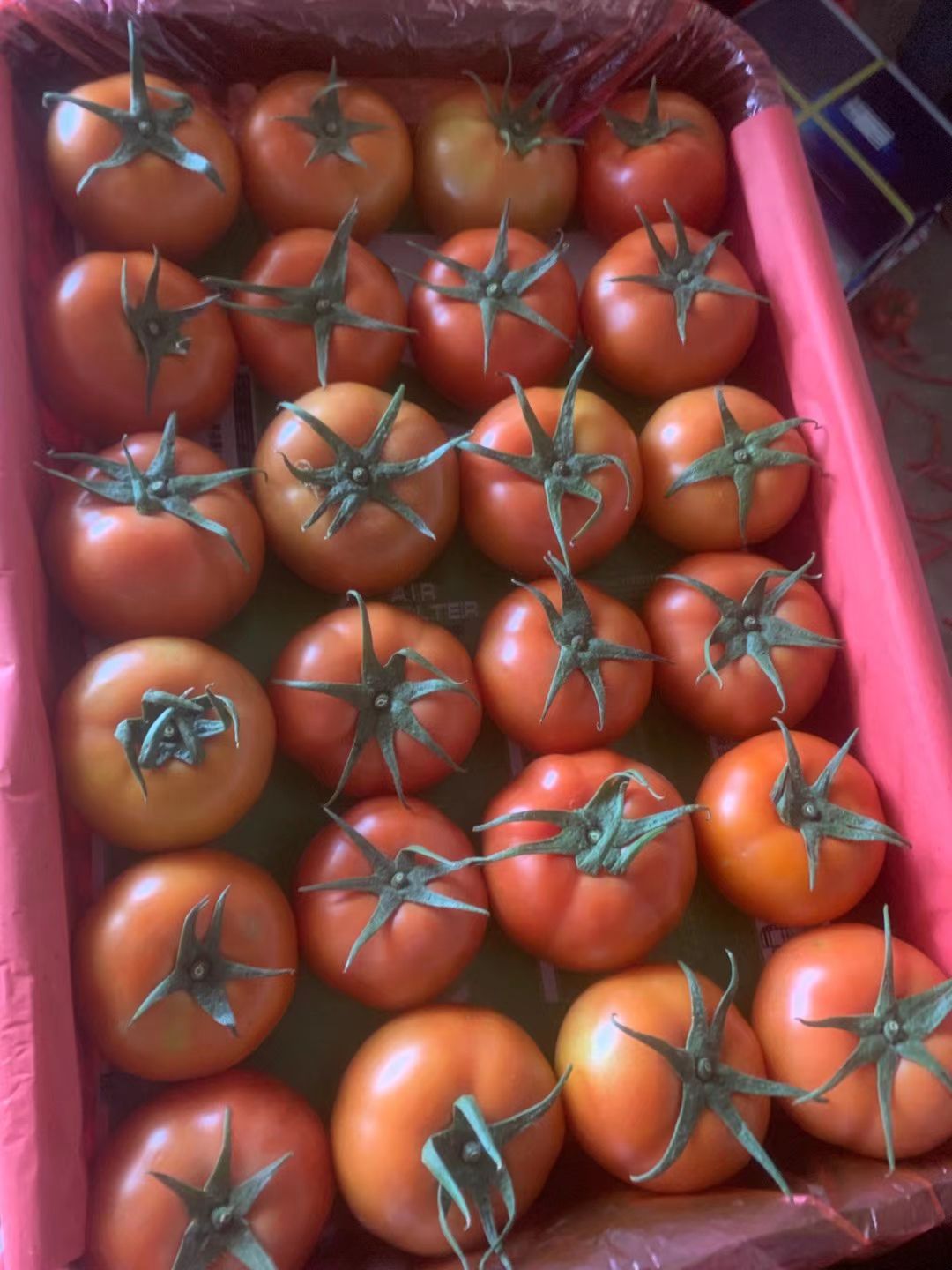 大红西红柿  新鲜现摘西红柿 ，量多多