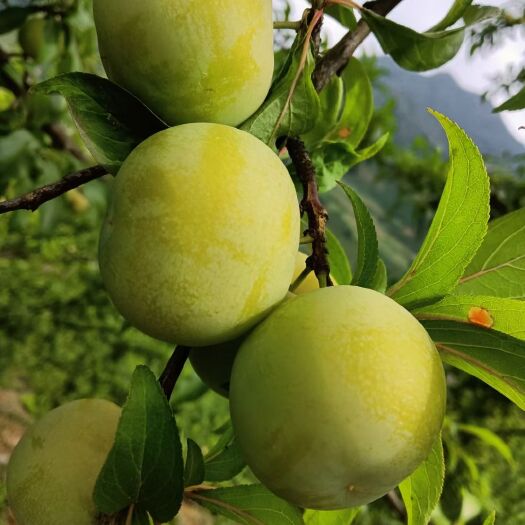 镇宁县青脆李