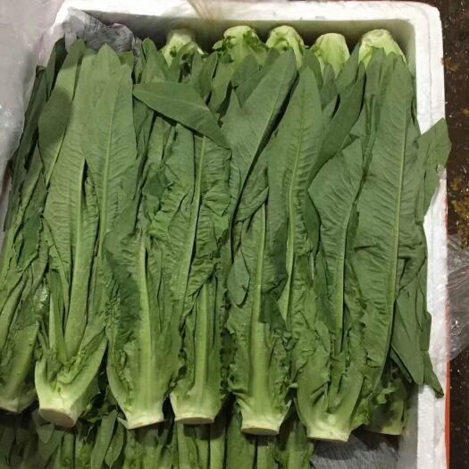 嵩明县青油麦 油麦菜
