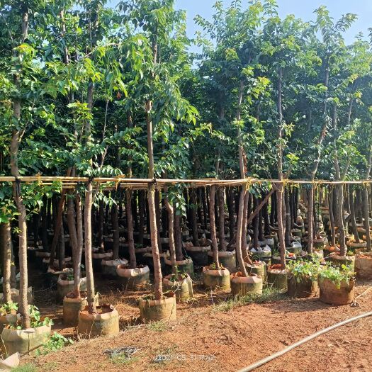 宜良县樱花  云南樱花   2到12公分
