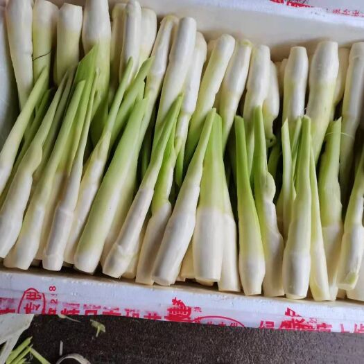 惠水县茭白  美人茭，货源充足 ，6月10号左右上市
