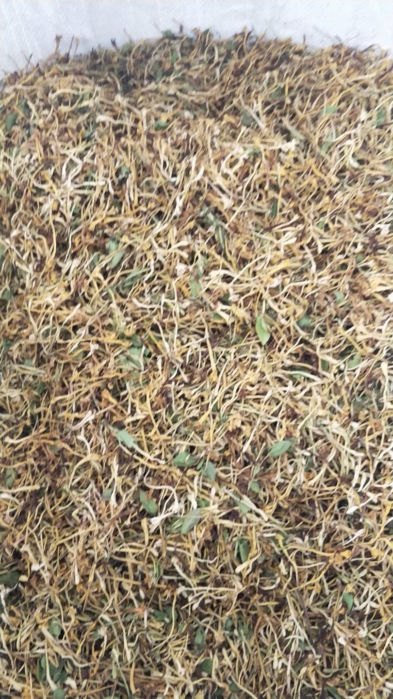 金银花