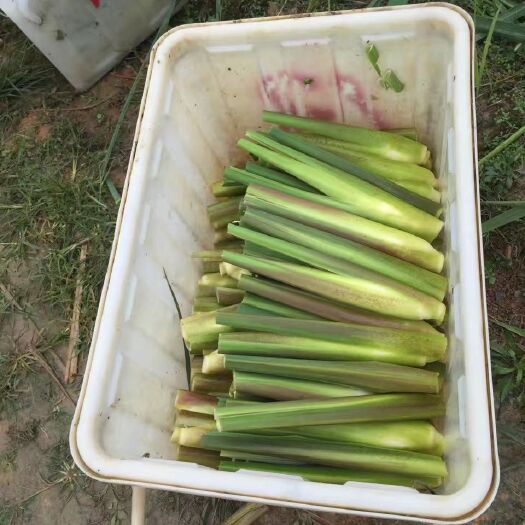 芜湖茭白  现场采摘，基地直供，一手货源