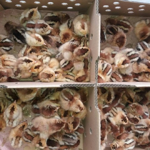 广州麻鸡苗  天露麻4鸡苗 品种正宗 包打疫苗