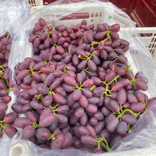 聊城山东聊城葡萄产地巨盛一号葡萄大量上市中 货源充足