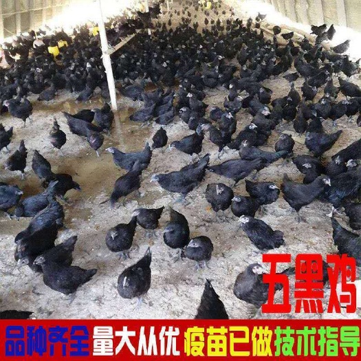 莘县鸡苗  农家散养五黑鸡绿壳蛋鸡五黑绿壳脱温鸡乌骨鸡半大活体发货