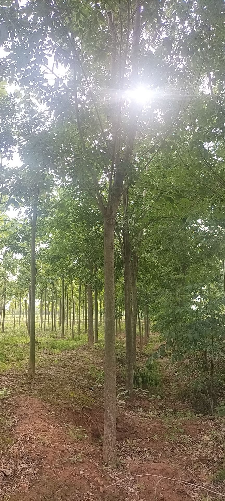 金丝楸  黄山栾树