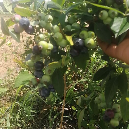  新鲜蓝莓