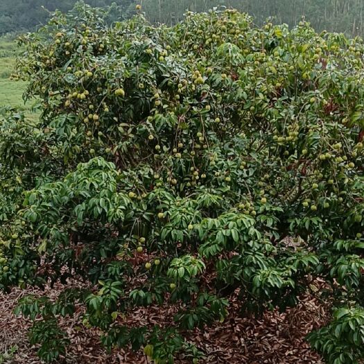 玉林 荔枝