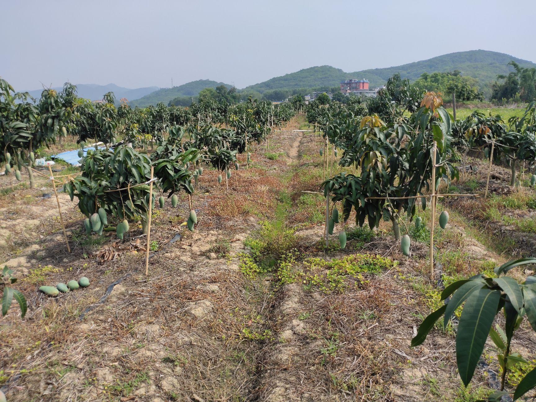 云南大青芒现货上市，基地种植，品质稳定，支持一件代发