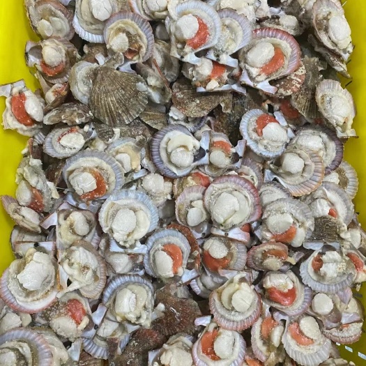 庄河市虾夷扇贝 夏怡贝全壳