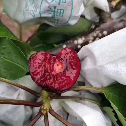 汉源县红灯樱桃  汉源车厘子，露天自然成熟，果大肉厚核小，绿色健康。