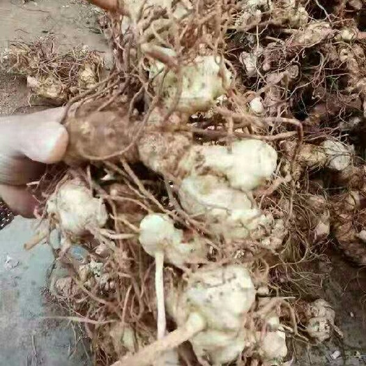 汉源县甜黄精 黄精