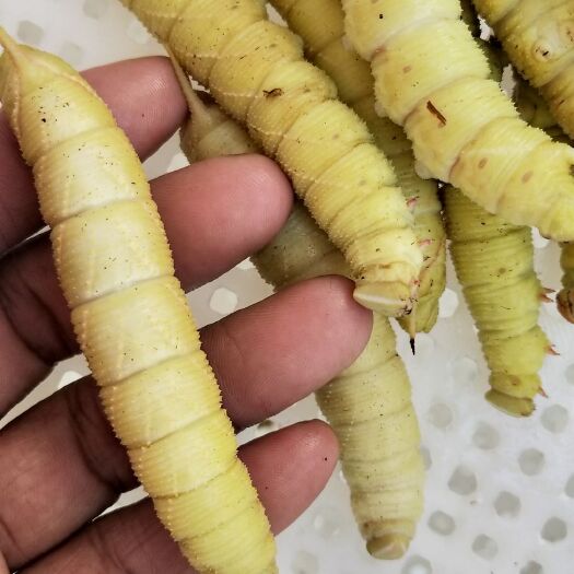 遂溪县 豆虫 豆叶虫 豆青虫 豆丹