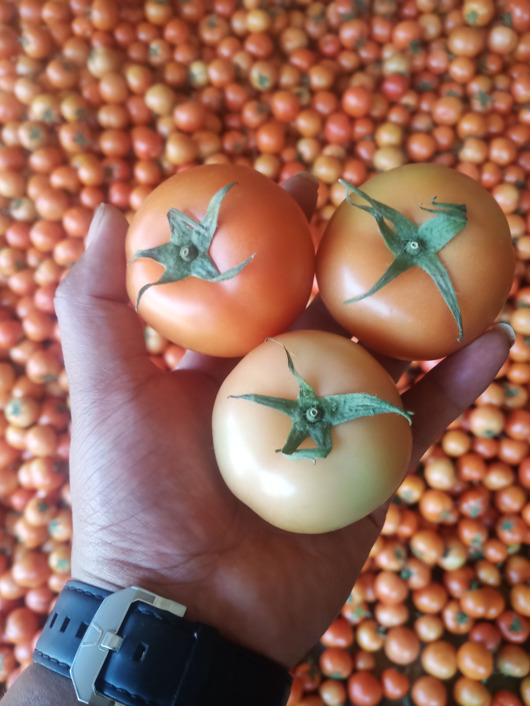 大红西红柿  新鲜现摘西红柿 ，量多多