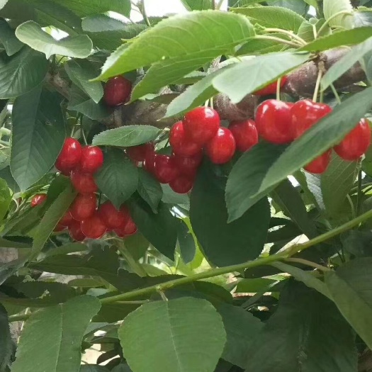 秦皇岛山海关大樱桃，现已成熟，品种：沙蜜豆，梅枣，3斤装