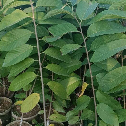 漳州释迦果苗 凤梨释迦苗