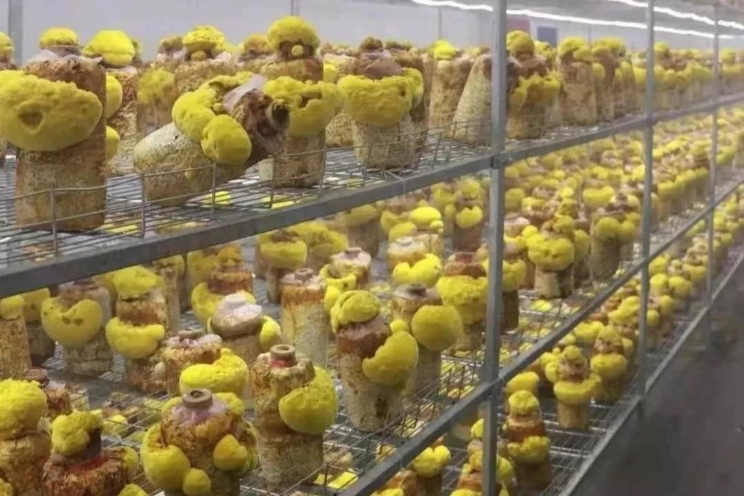 鸡枞菌菌种 各种珍惜食用菌菌包的研发生产种植