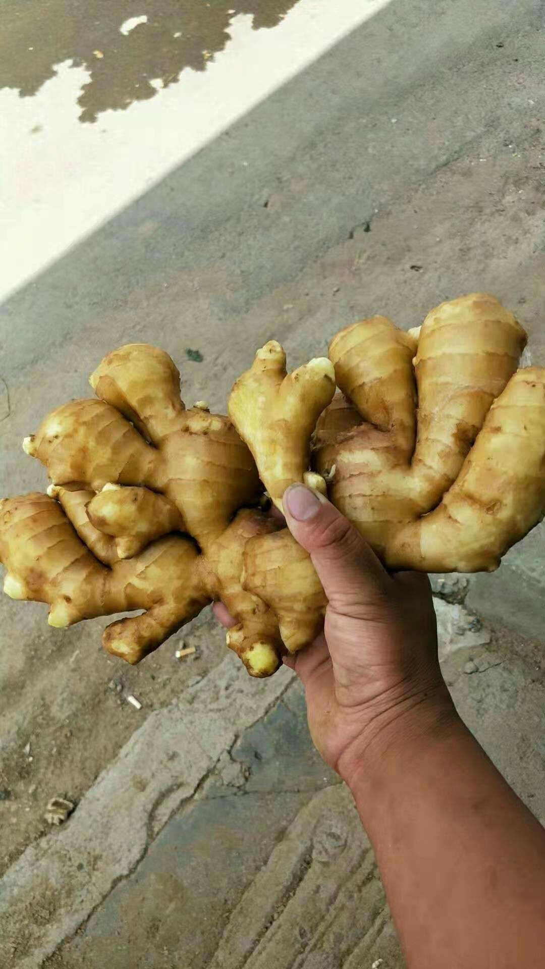  【大黄姜产地批发】品种保证、欢迎全国新老客户前来考察选购