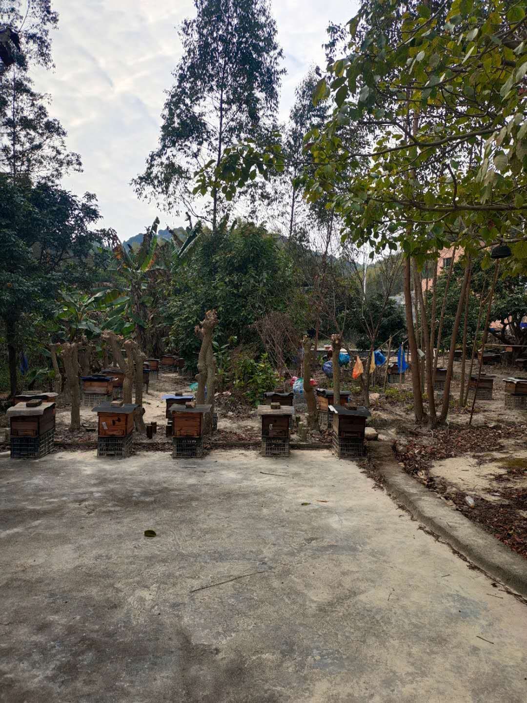 2022中蜂荔枝蜜土蜂蜜丶真蜂蜜正宗天然深山成熟封盖蜜