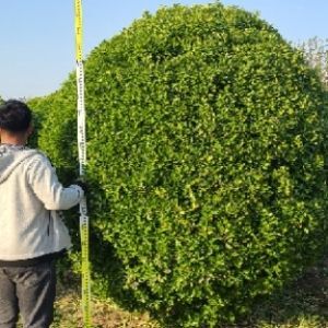 招远市大叶黄杨球冠幅60-80公分-1.5米-3米大叶黄杨精品球