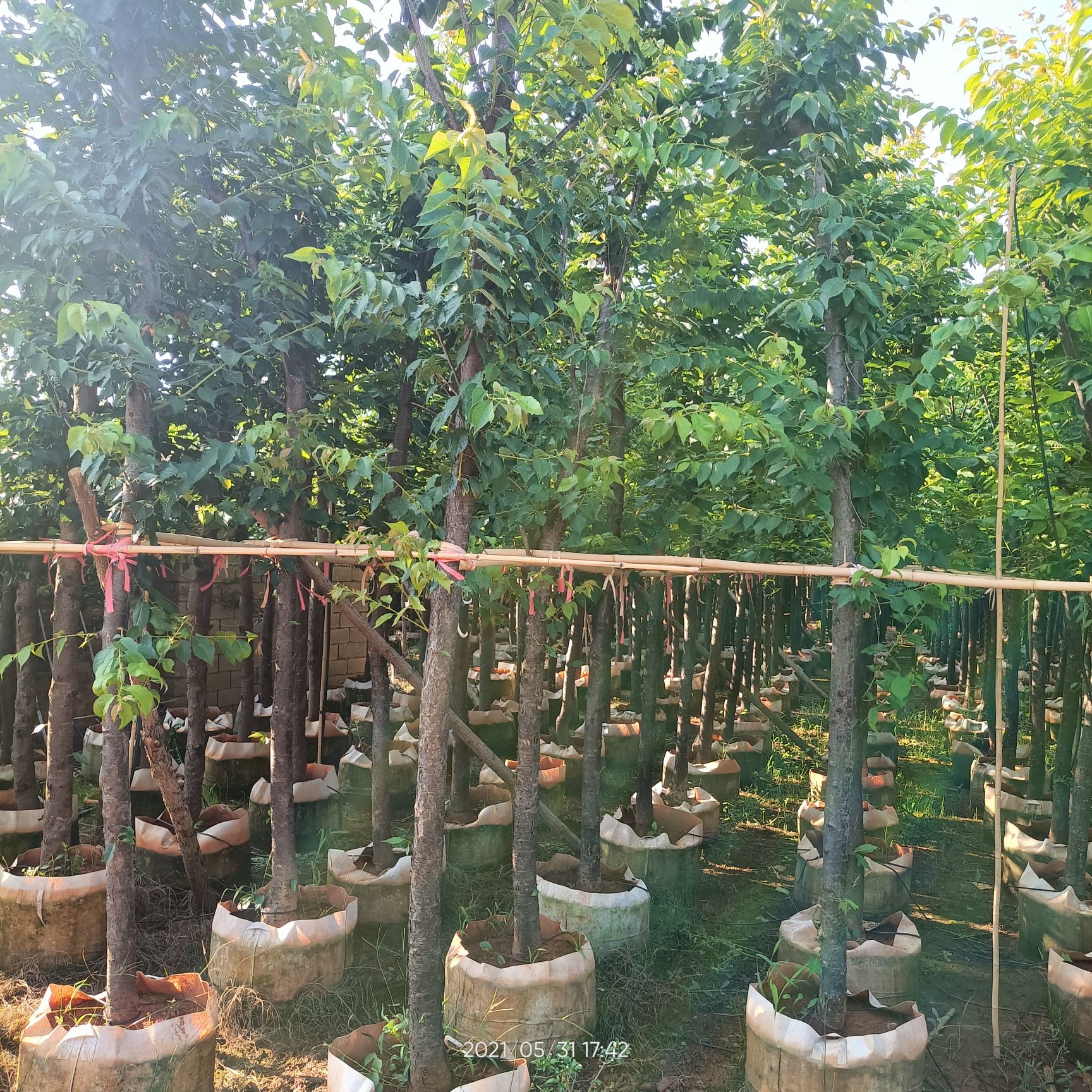 樱花  云南樱花   2到12公分