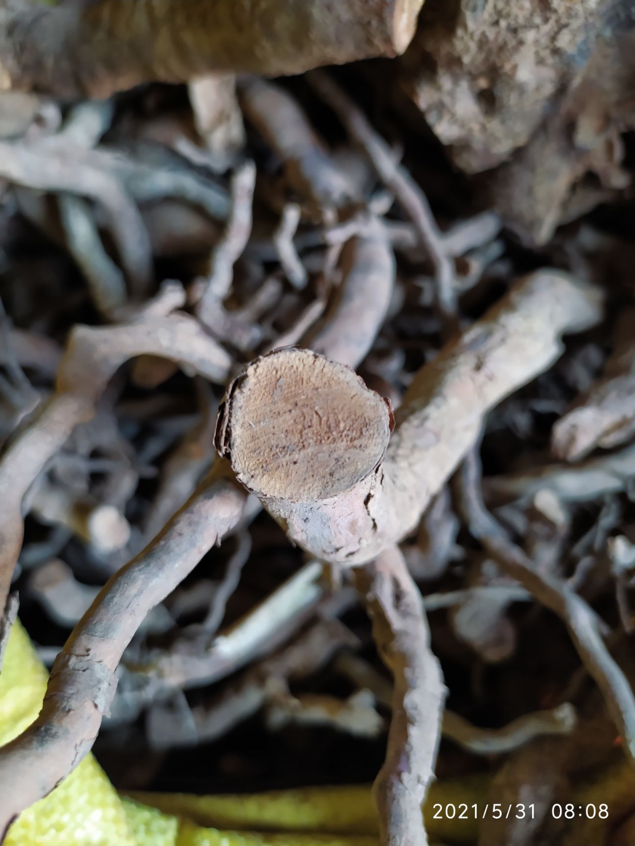 黄花杜鹃  黄杜鹃根 根 黄杜鹃树根 干货鲜货都有