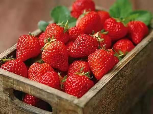 云南金鑫草莓种植基地，夏季草莓已大量上市，发往全国各地包邮的