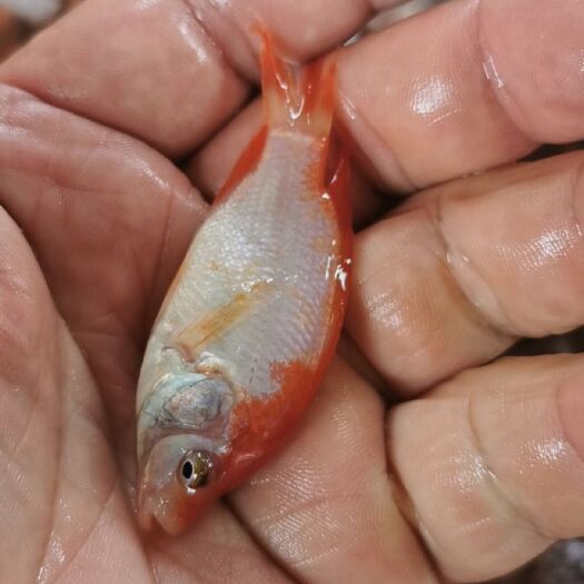 红罗非鱼苗，又名星洲红罗非鱼苗，彩虹鲷鱼苗批发供应