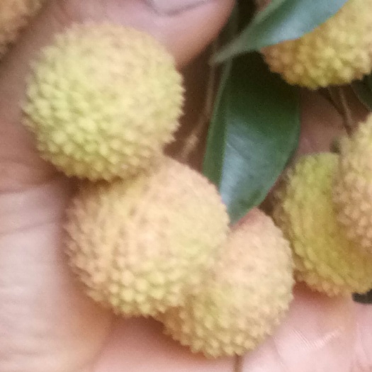 玉林桂味荔枝  荔枝中的贵族品种――桂味