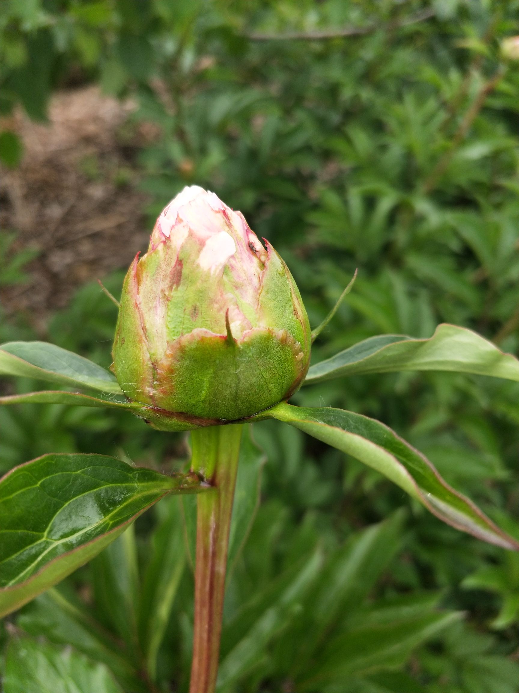 芍药切花  芍药鲜花供应