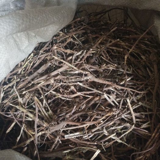 翁牛特旗 黑柴胡，内蒙古赤峰
