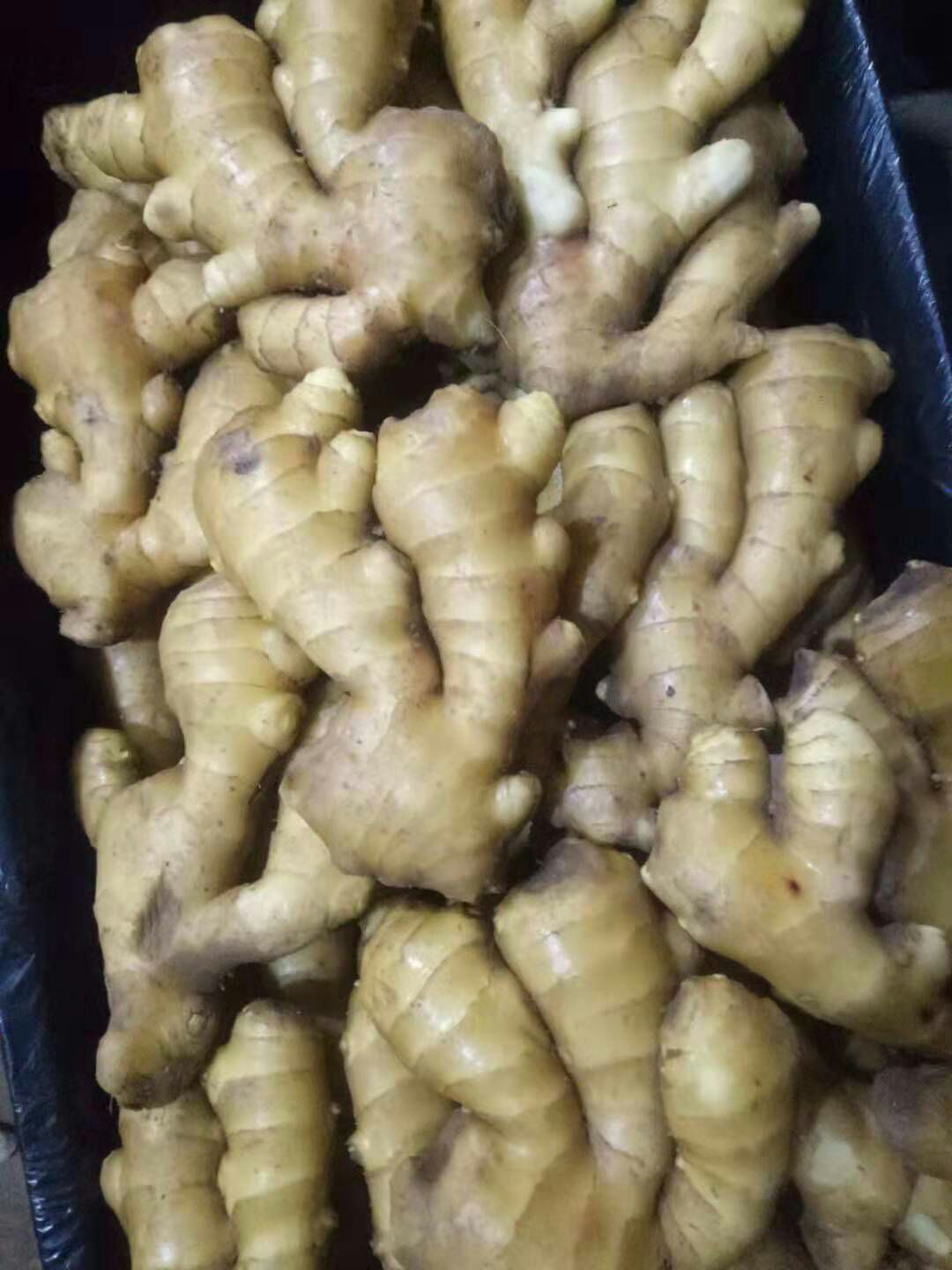  【大黄姜产地批发】品种保证、欢迎全国新老客户前来考察选购