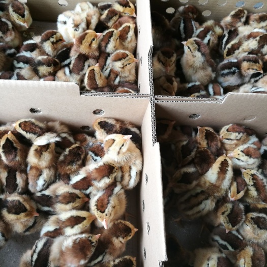 广州麻鸡苗  新麻6号鸡苗 天露麻5号鸡苗 品种正宗 包打疫苗